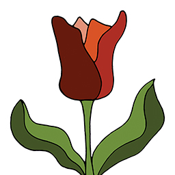 Tulpe