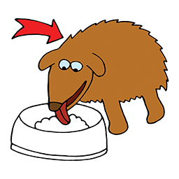 Hund