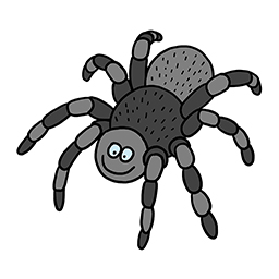 Spinne