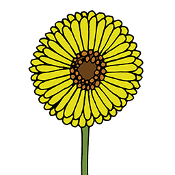Sonnenblume