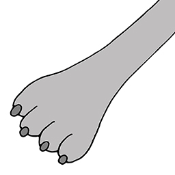 Pfote