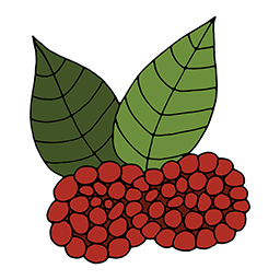 Himbeeren
