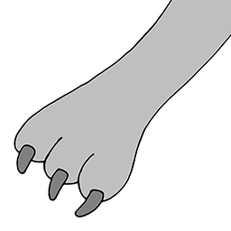 Pfote