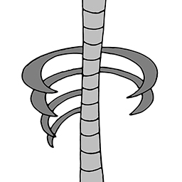 Wirbelsäule und Rippen