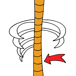 Wirbelsäule