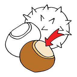Kastanie