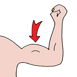 Muskel