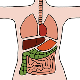 Organe
