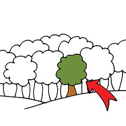 Baum