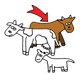 Stier