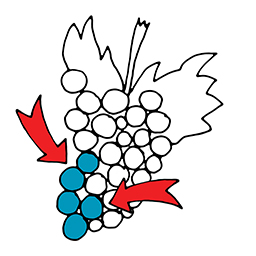 Trauben