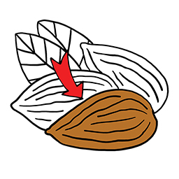 Mandel