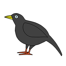 Amsel