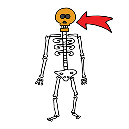 Schädel