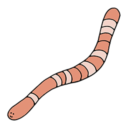 Wurm
