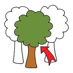 Baum