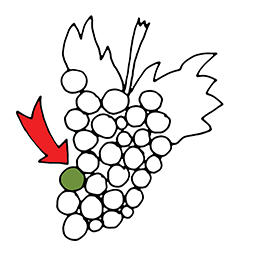 Traube