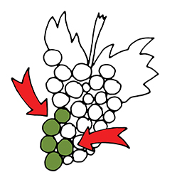 Trauben