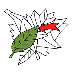 Blatt