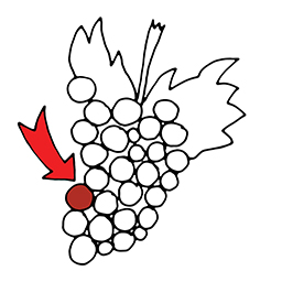 Traube