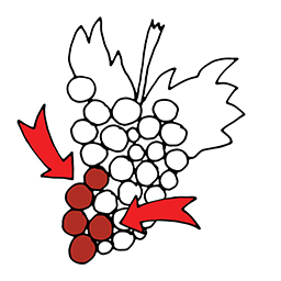 Trauben